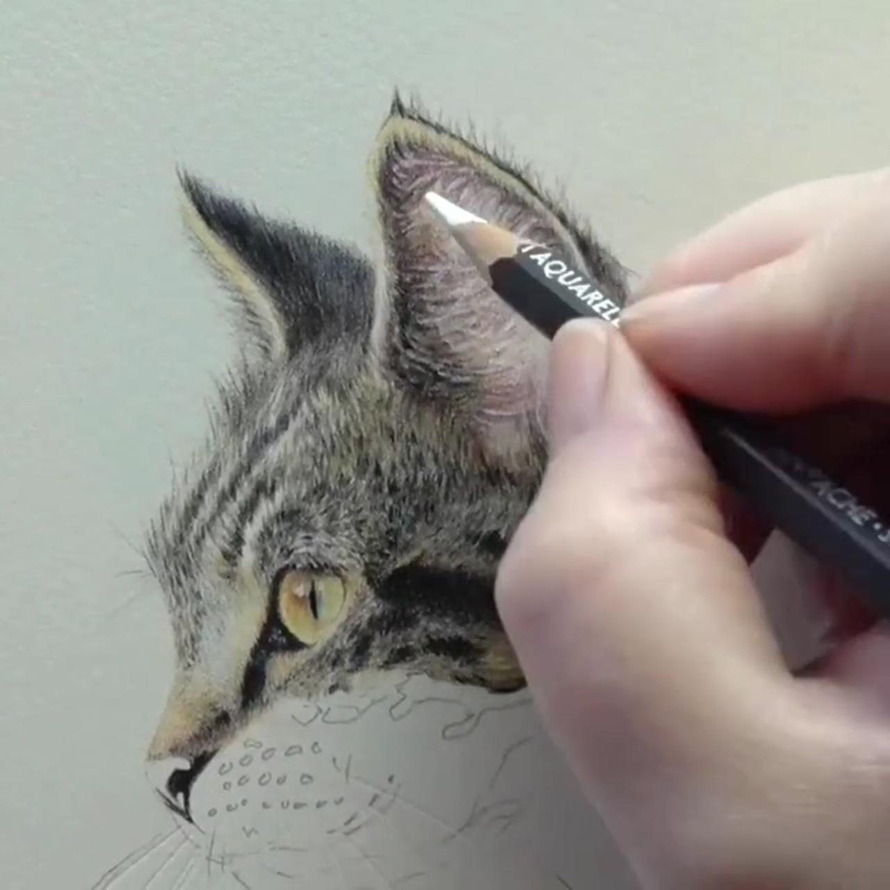 How to transfer line art to your surface, artist tips; learn to draw life like animals, drawing for beginners