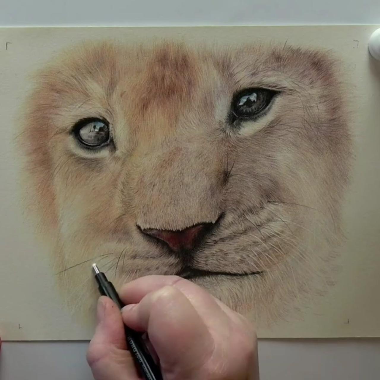 Learn to draw realistic animals in coloured pencil, bonny snowdon academy | learn to paint realistic feathers using watercolor and by working in layers
