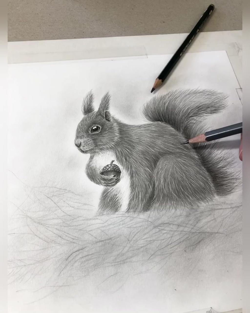 Pencil drawing squirrel | pencil drawings
