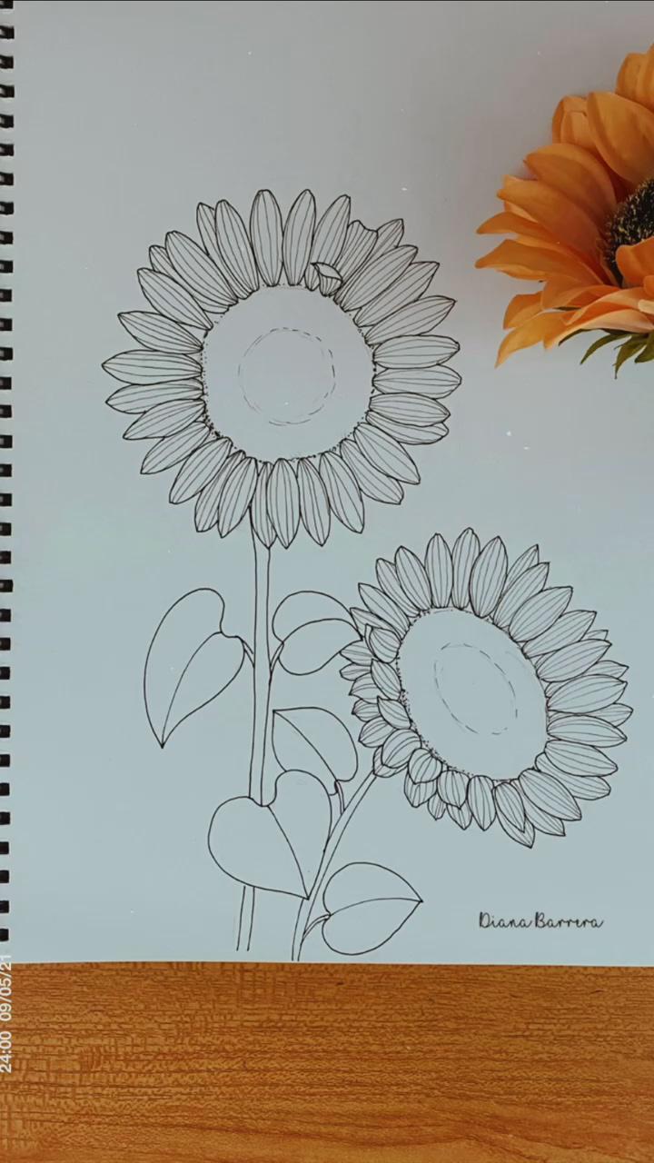 Sunflower drawing; art drawings sketches creative