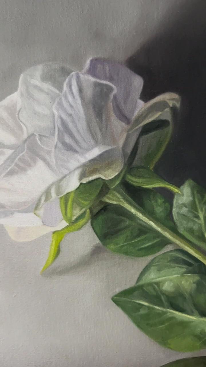 White rose, original oil painting | oil painting demos