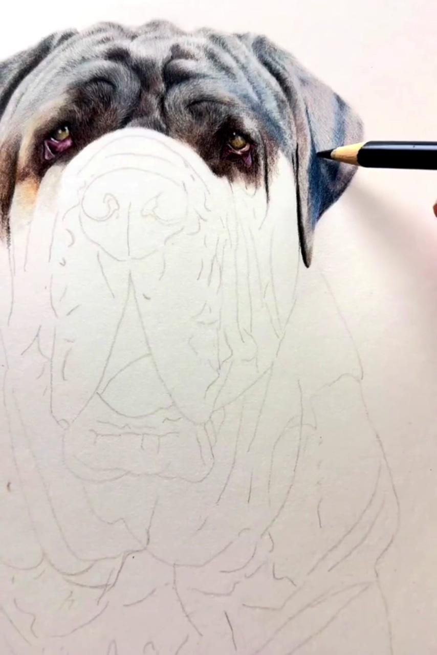 Work in progress, pet portrait artist | learn to draw cats in coloured pencil