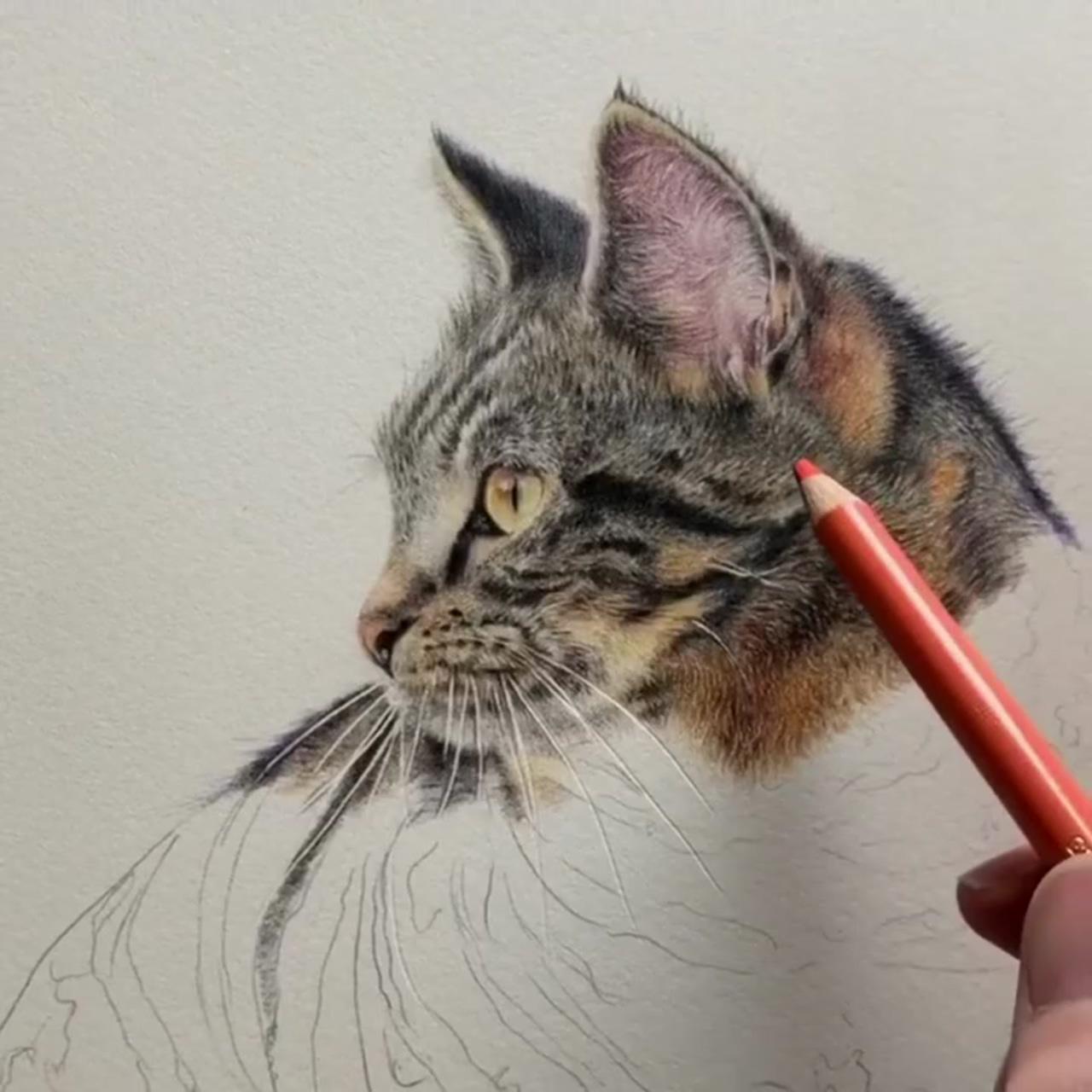Learn to draw realistic cats in coloured pencil, tutorial; colored pencil drawing tutorial