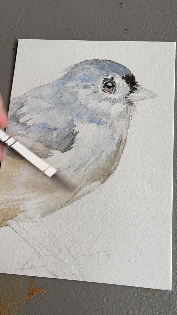 The first layers of watercolor on a tufted titmouse; watercolor bird timelapse: female cardinal