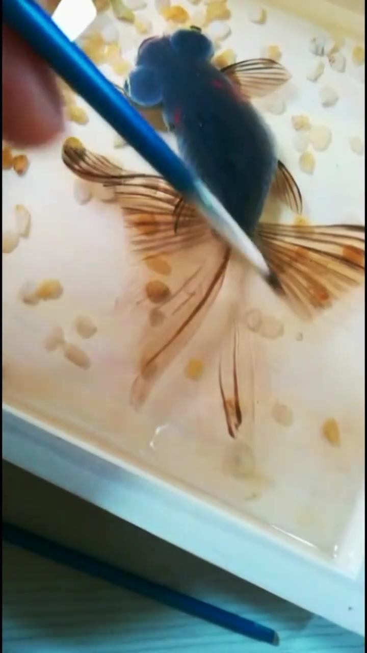 Black goldfish acrylic painting on resin layers; mini koi fish painting in the teacup
