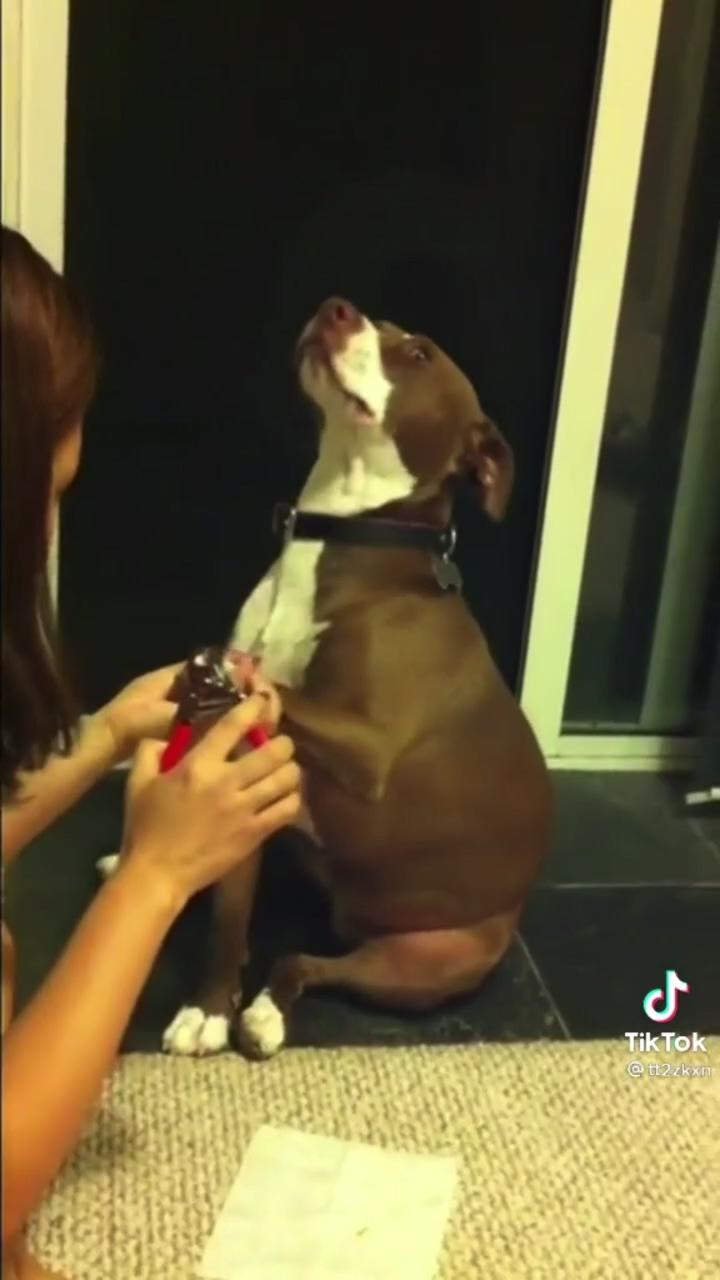 Dog act like he dies funny animal video pet pets puppy | demogorgon makeup removal #strangerhings #makeup