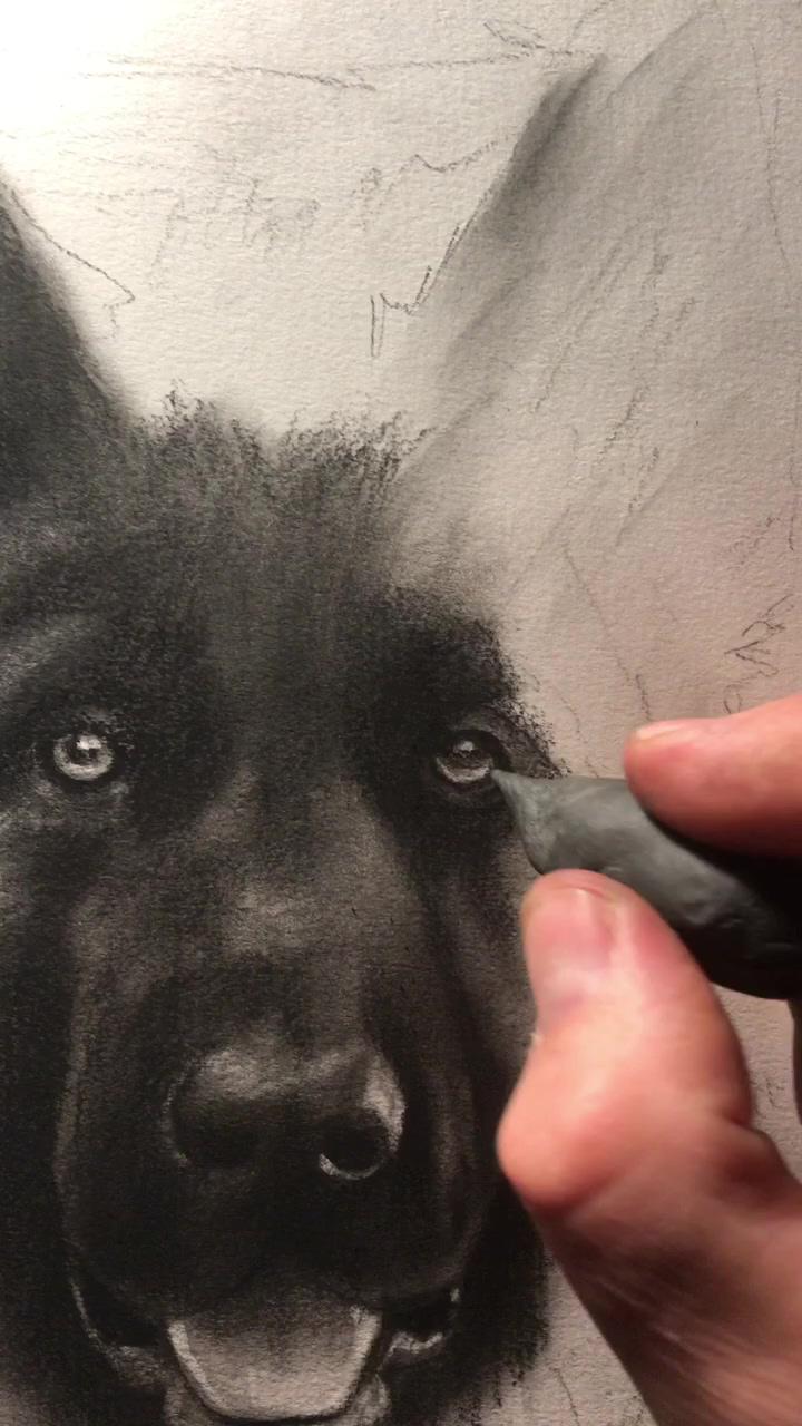 Realistic charcoal portrait drawing of a german shepherd | pencil art drawings