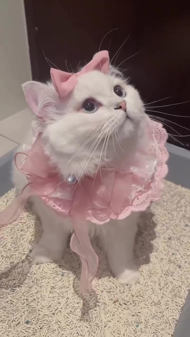 "adorable whiskers: cute cat cuteness"; cute cat massaging time