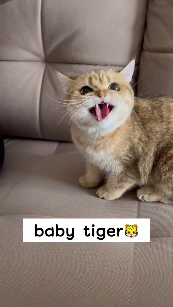 Baby tiger roar; cat lover 