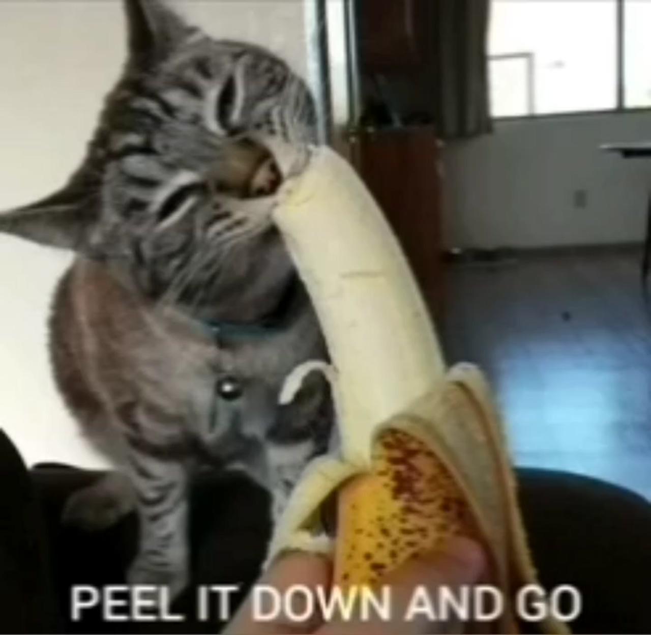 Banana man1; funny looking cats