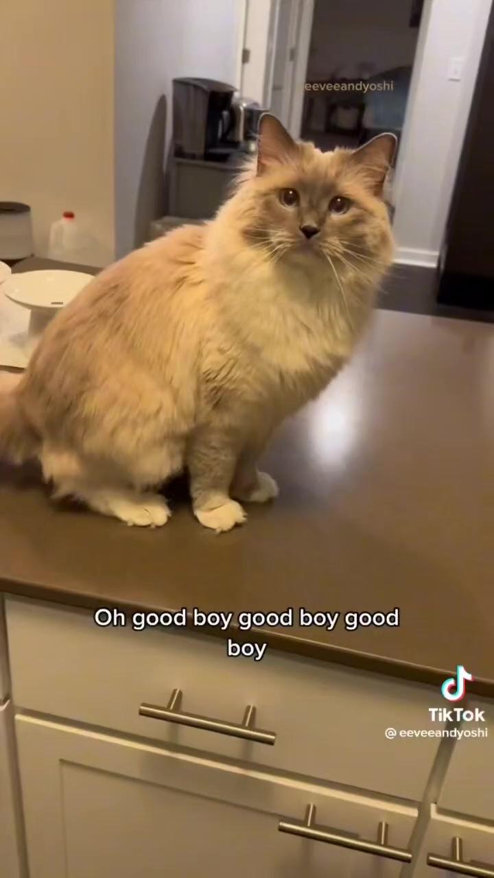 Beautiful ragdoll cats sitting on the kitchen counter begging for treats; kittens