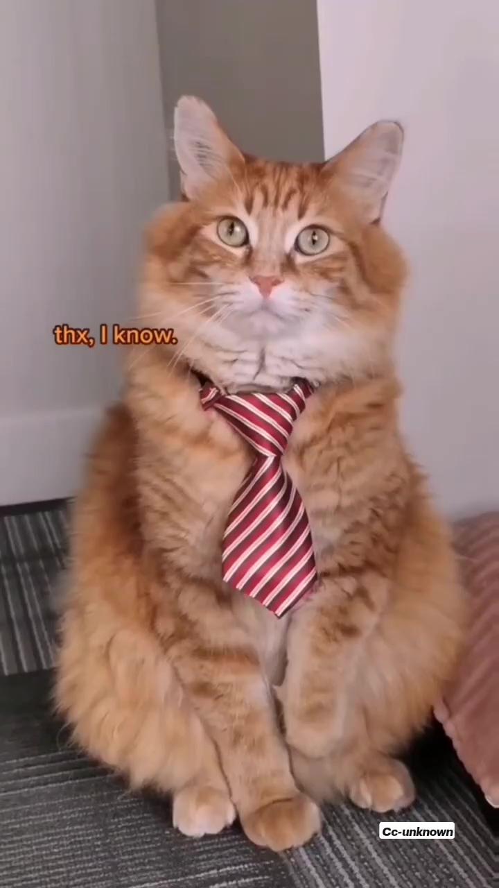 Cat got a new tie; funny animal jokes
