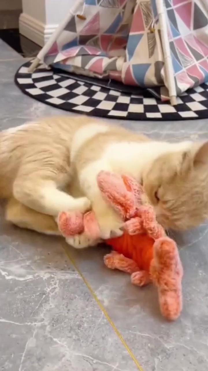 Cats play with toy; funny cute cats