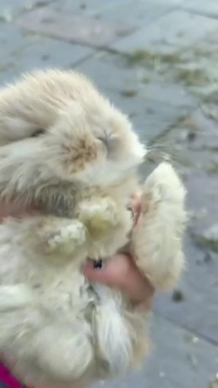 Cute baby bunnies | pet bunny