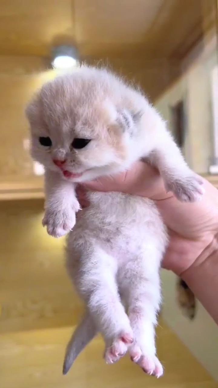 Cute baby cats; funny cute cats