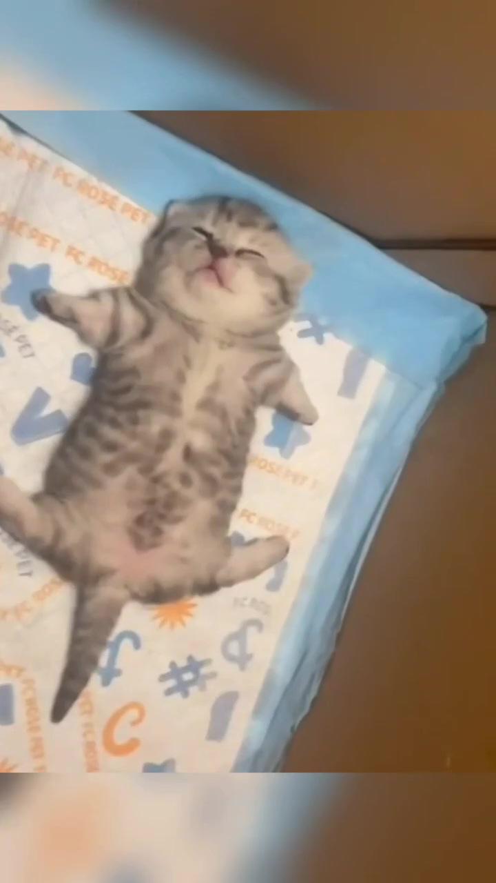 Cute cat enjoying and relaxing with catnip ball; super cute kittens