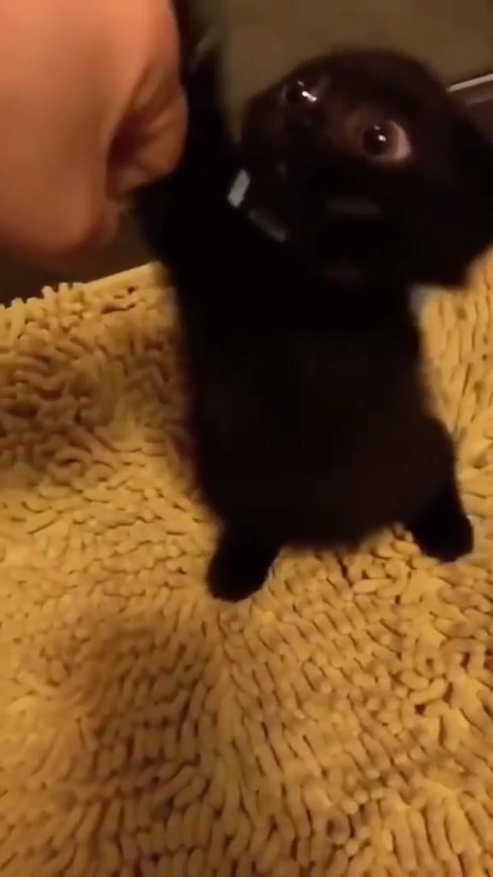 Cute cat; funny animal videos