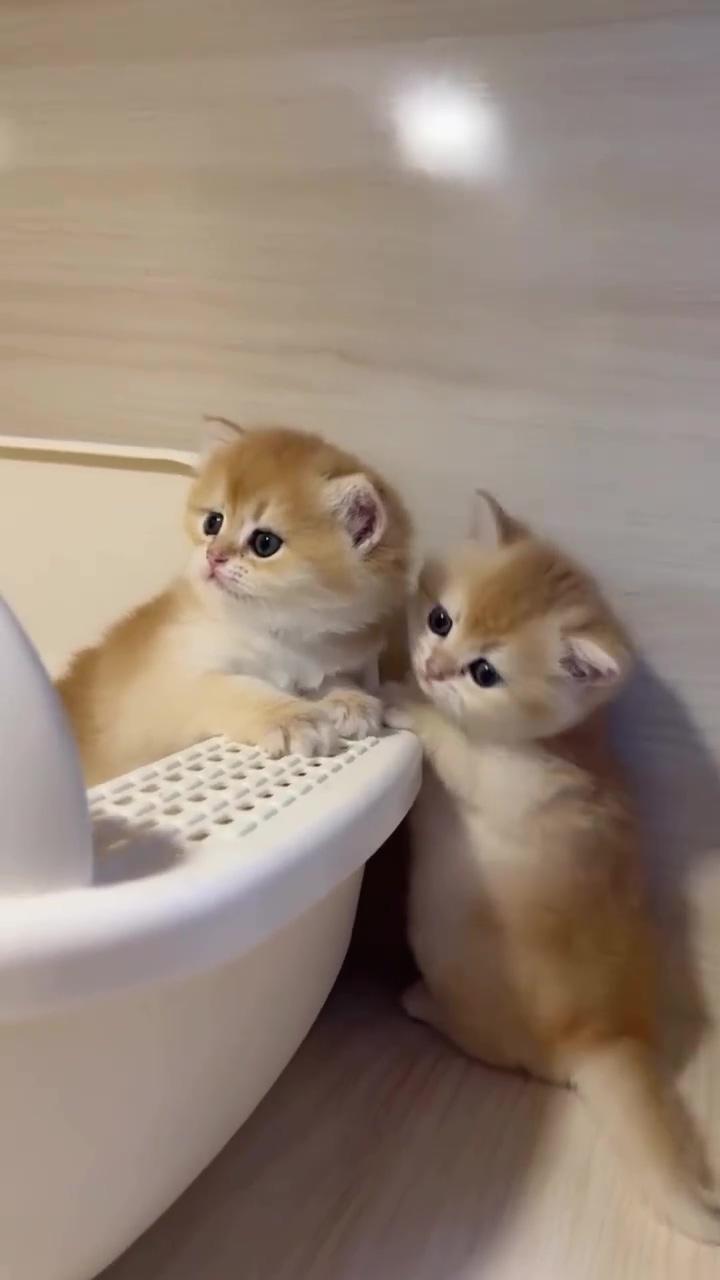 Cute kittens ; cats love