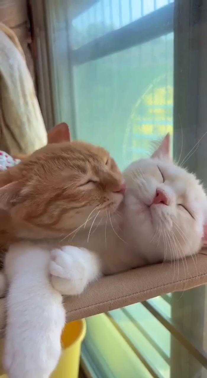 Cute kittens; cute baby cats