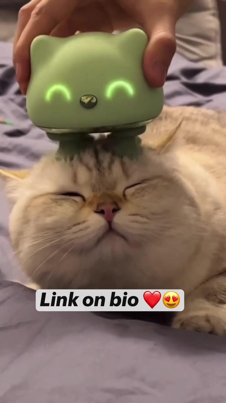 Cute kitty ; funny animal videos
