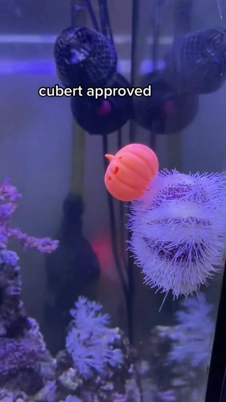 Cutest little pumpkins for sea urchins; funny animal jokes