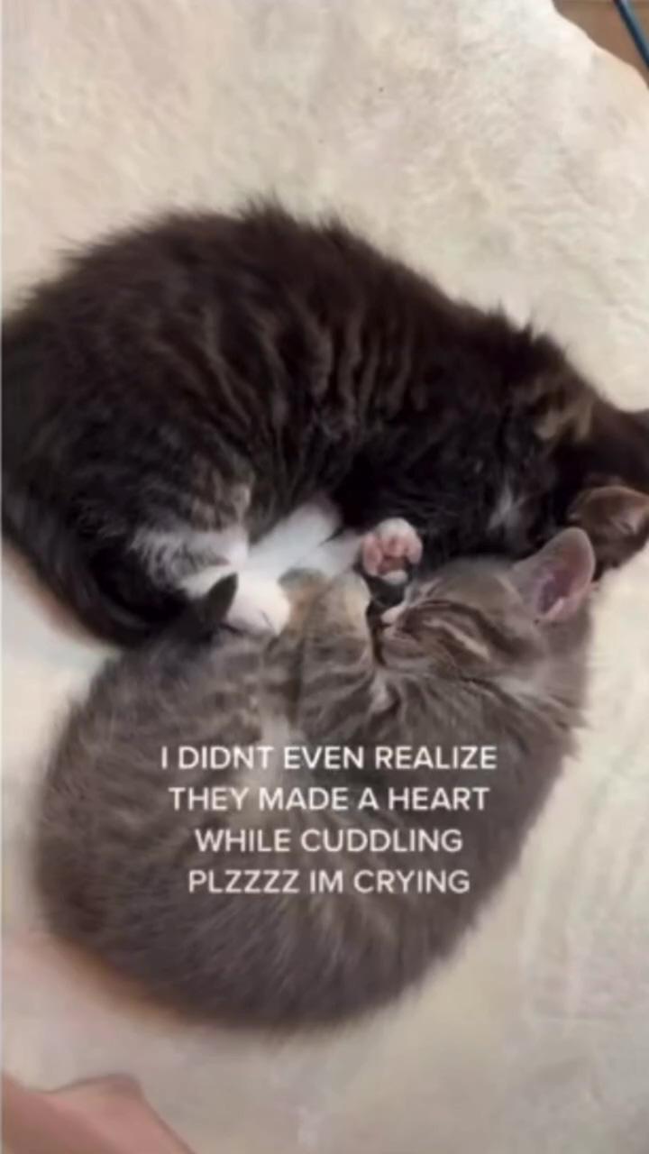 Cutest thing to make your day better :; cute baby cats