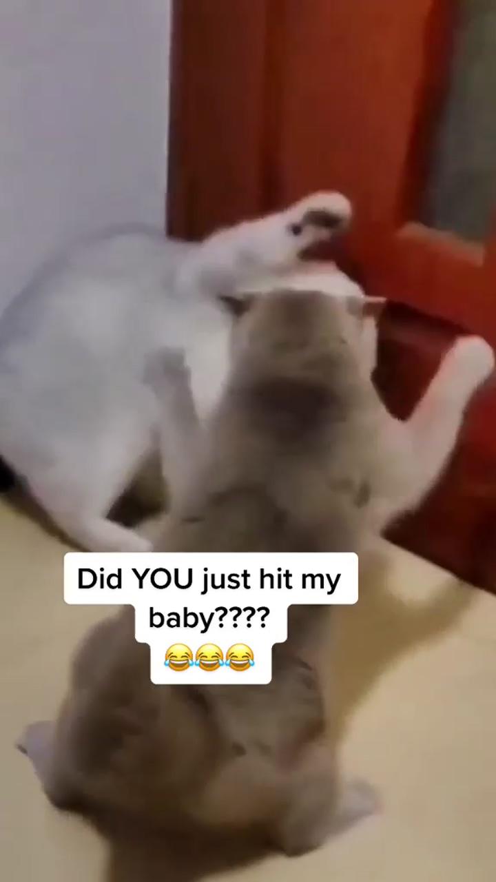Did you just hit my kid; cute funny dogs