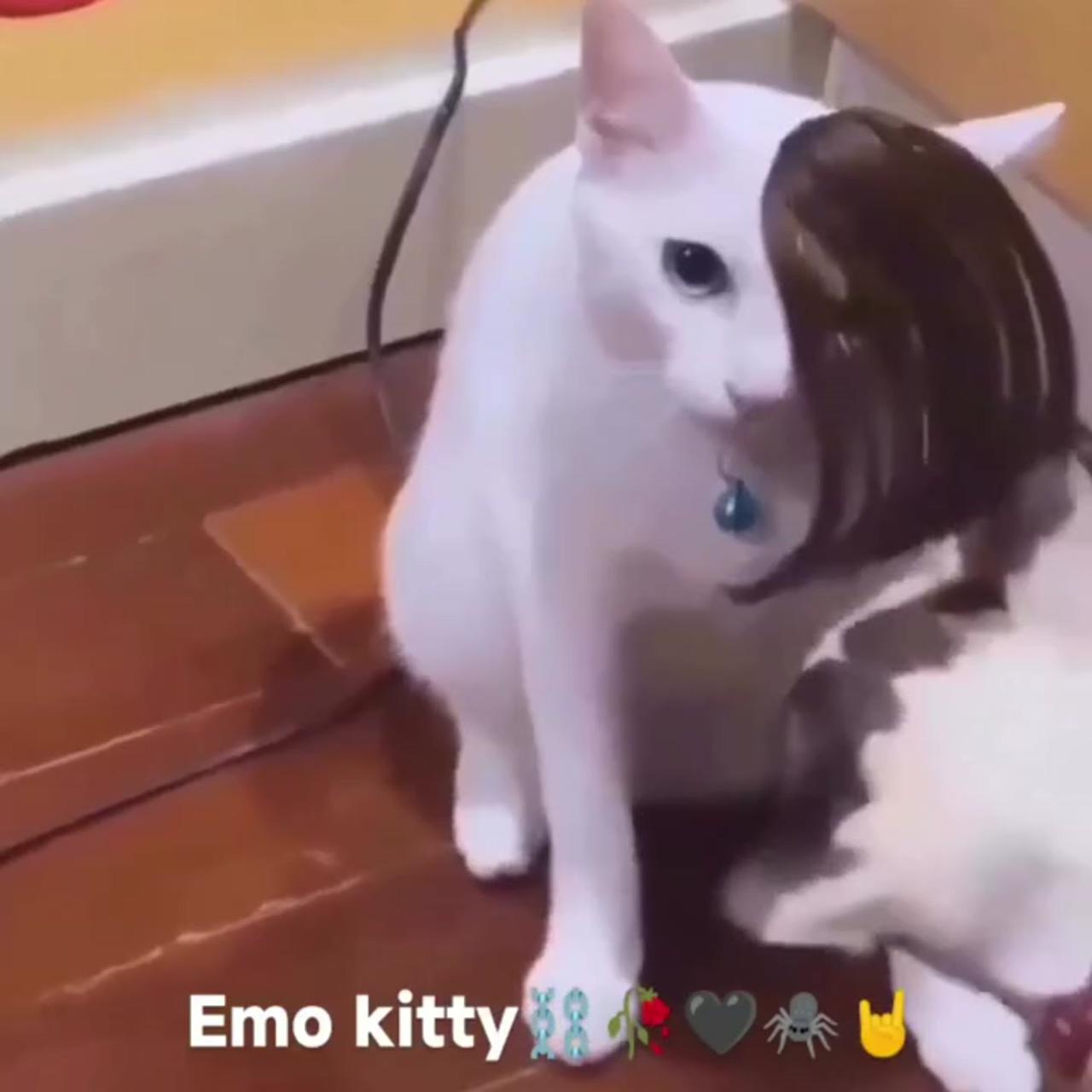 Emo kitty,,; funny cute cats