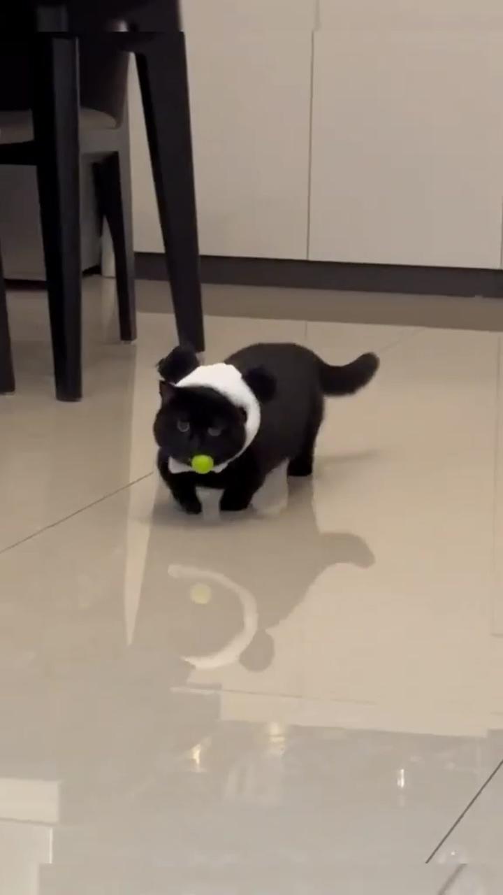 Funny cat play with a ball; cute cat gif