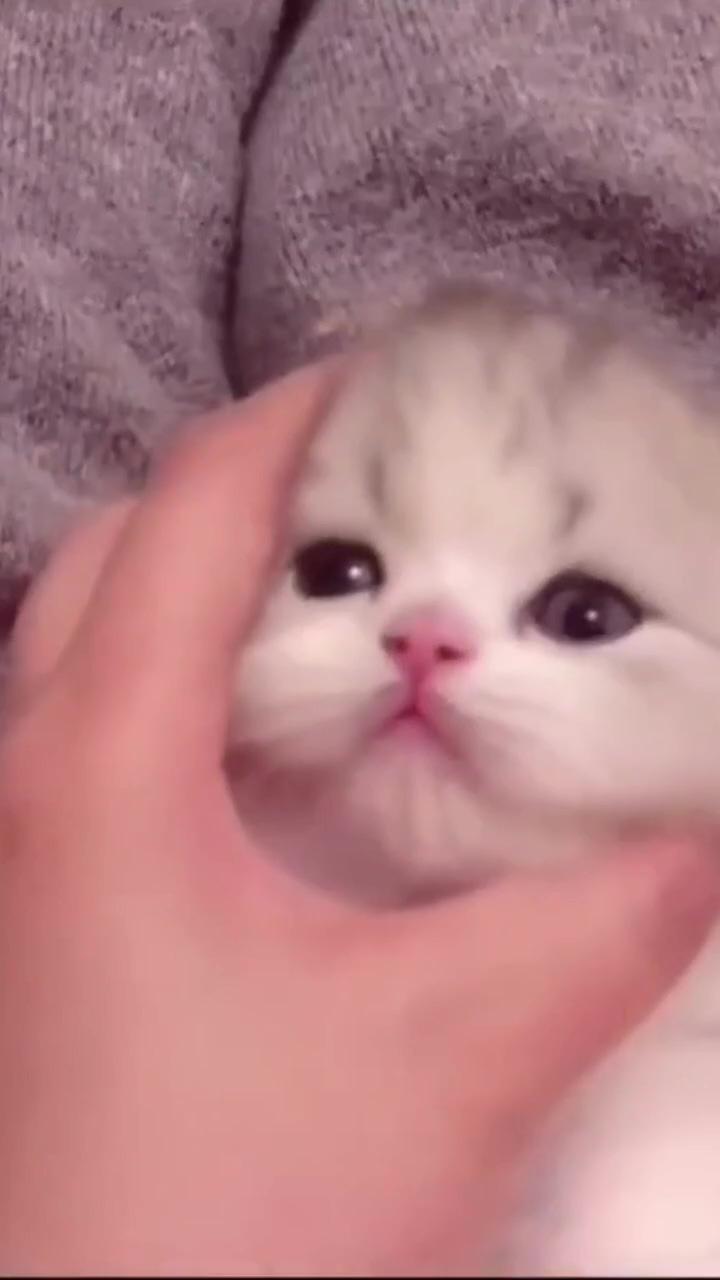 Funny-cute kitten videos :; someone is in trouble 