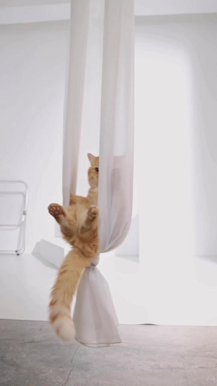 I tried this fly yoga of yours; cute baby cats