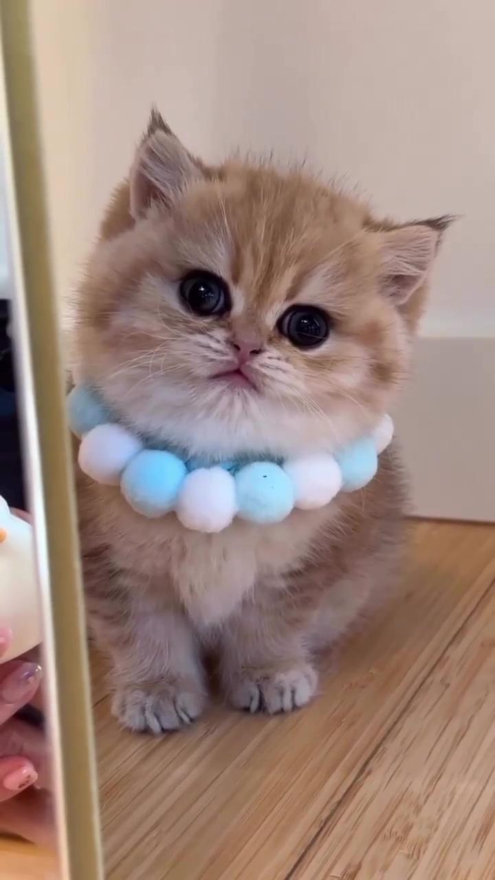 Innocent look ; lovely , cats and kittens, cute cat, kitty, kitten