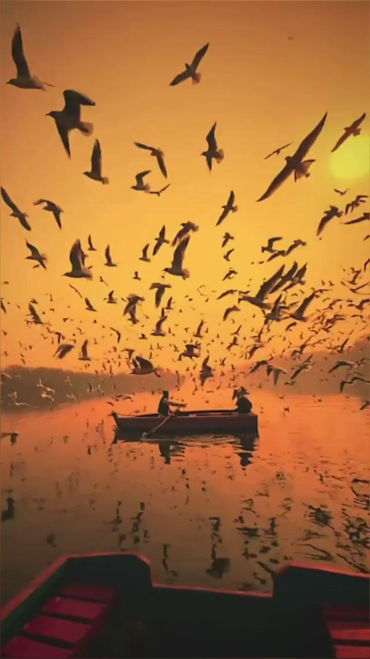 Migrating birds on the yamuna river, #india. ; beautiful photography nature