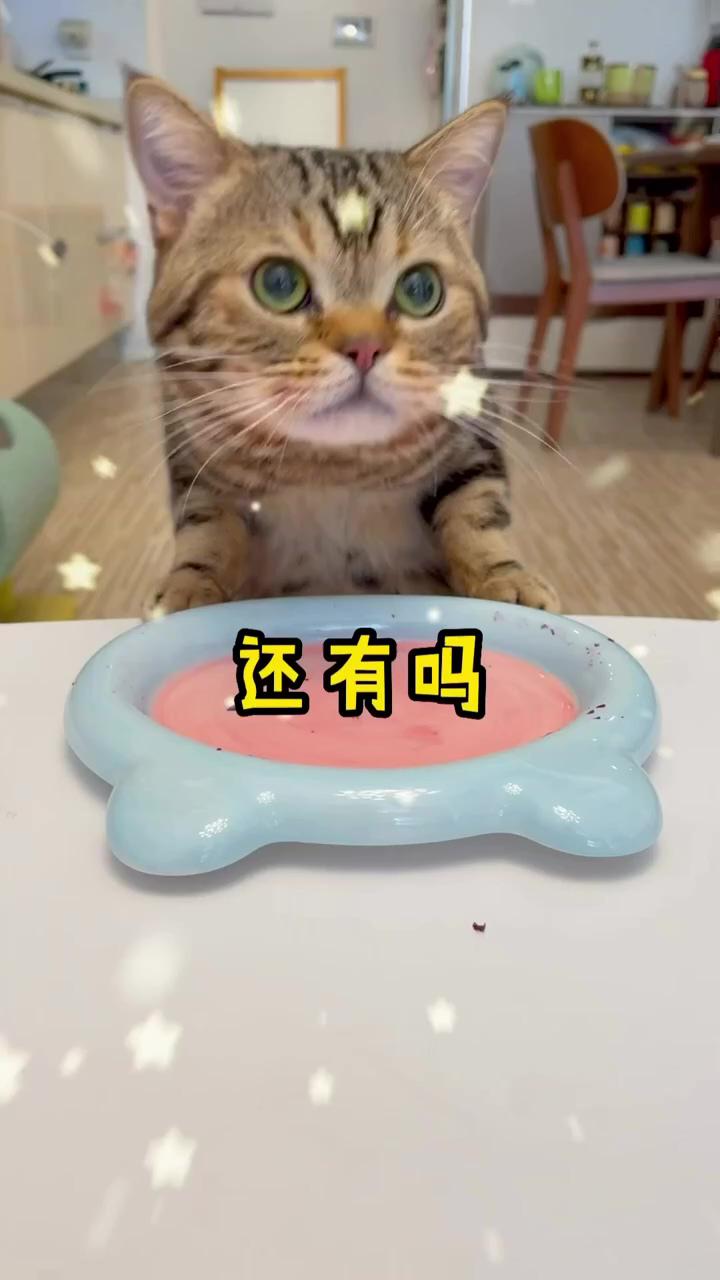 Must be delicious ; funny cute cats