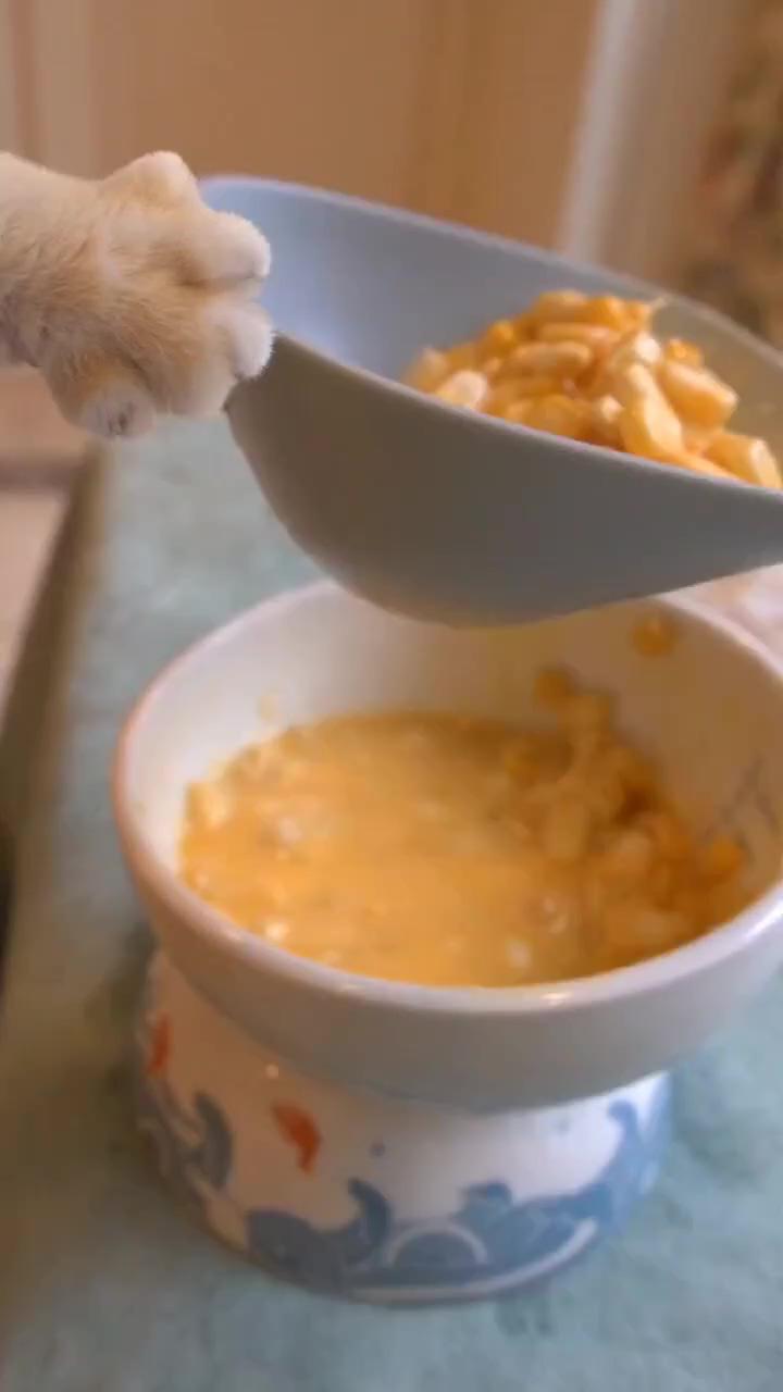 Naughty cat happily making tortillas; social ads