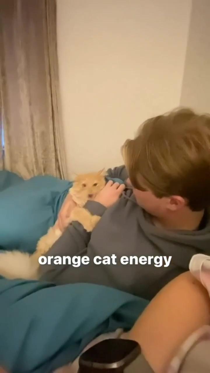 Only the orange cats; mission possible