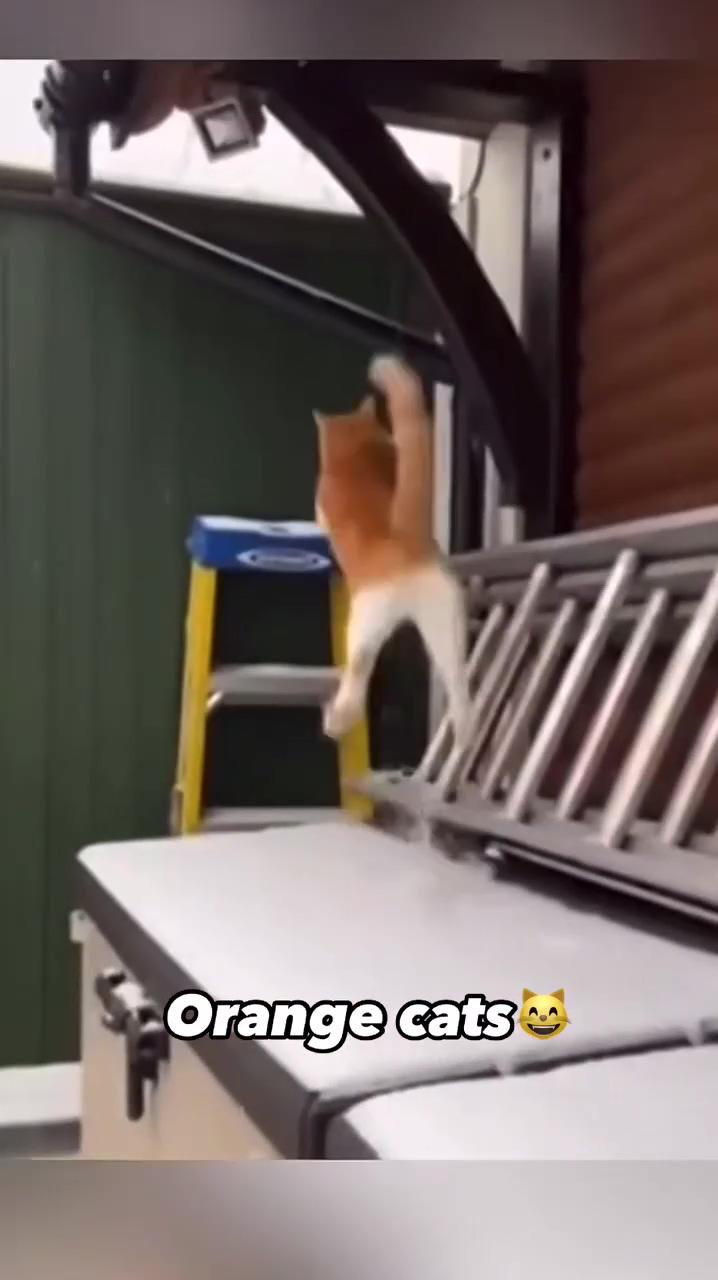 Orange cat so cute and funny moments ; funny animal jokes
