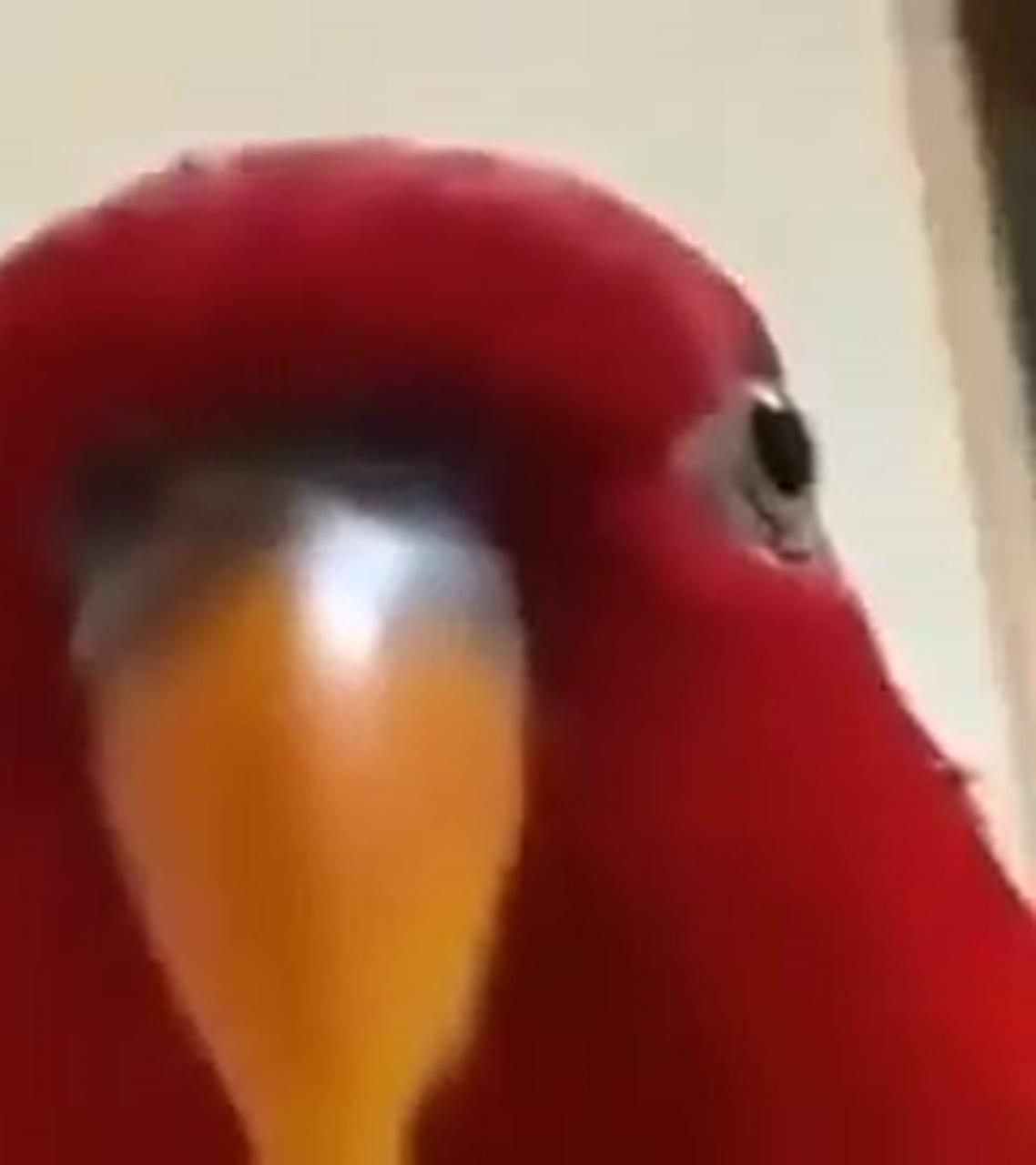 Red bird knows what you did; vines funny videos