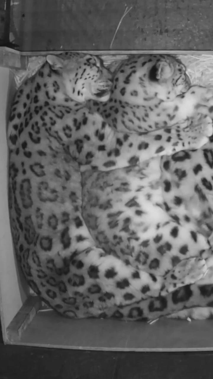 Snow leopard having more love than humans  #animals #cute #pets #cuteanimals; kitty  love