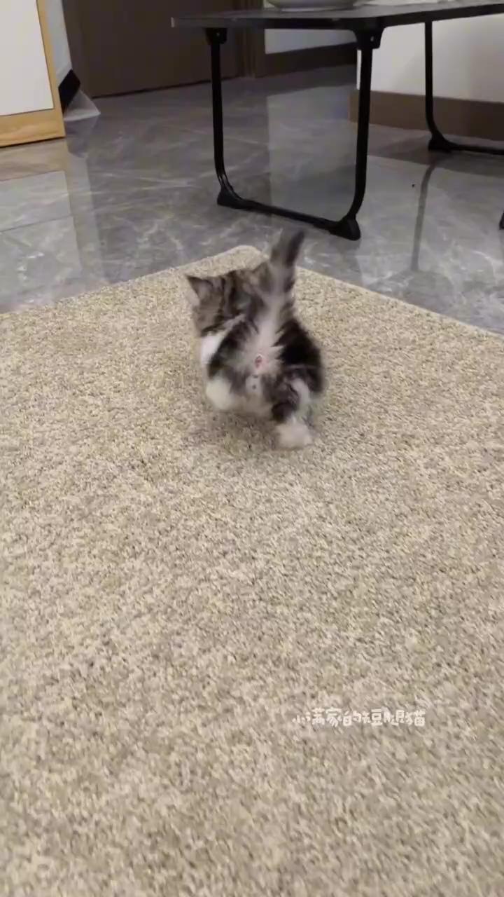 So sweet; first days trying to pet spicy kitten 