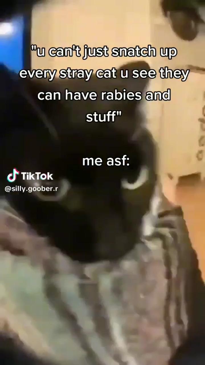 That look tho; funny cute cats