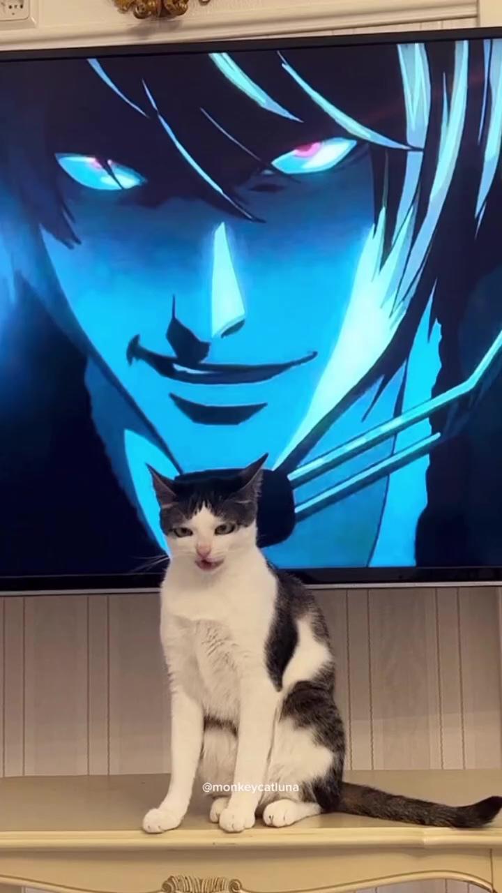 This cat is definitely an anime villain  ; cat eating capacity