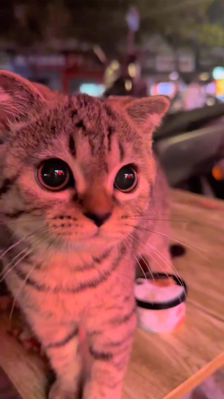 Too precious baby kitten  | cute cat 