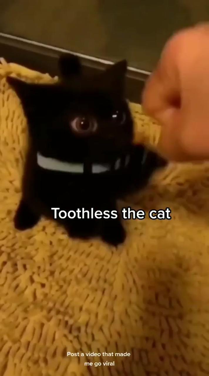 Toothless; silly cats pictures