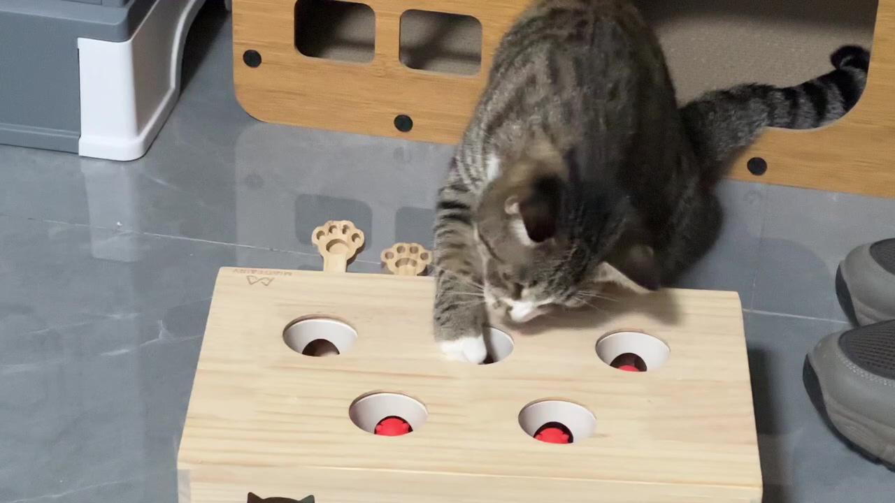 Wooden whack-a-mole cat toys - pawpycup; physical play