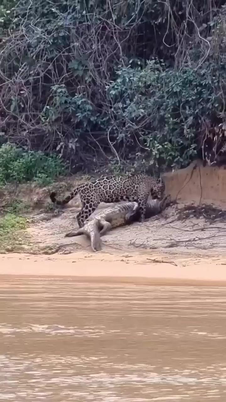 A jaguar hunting a crocodile ; mirror man