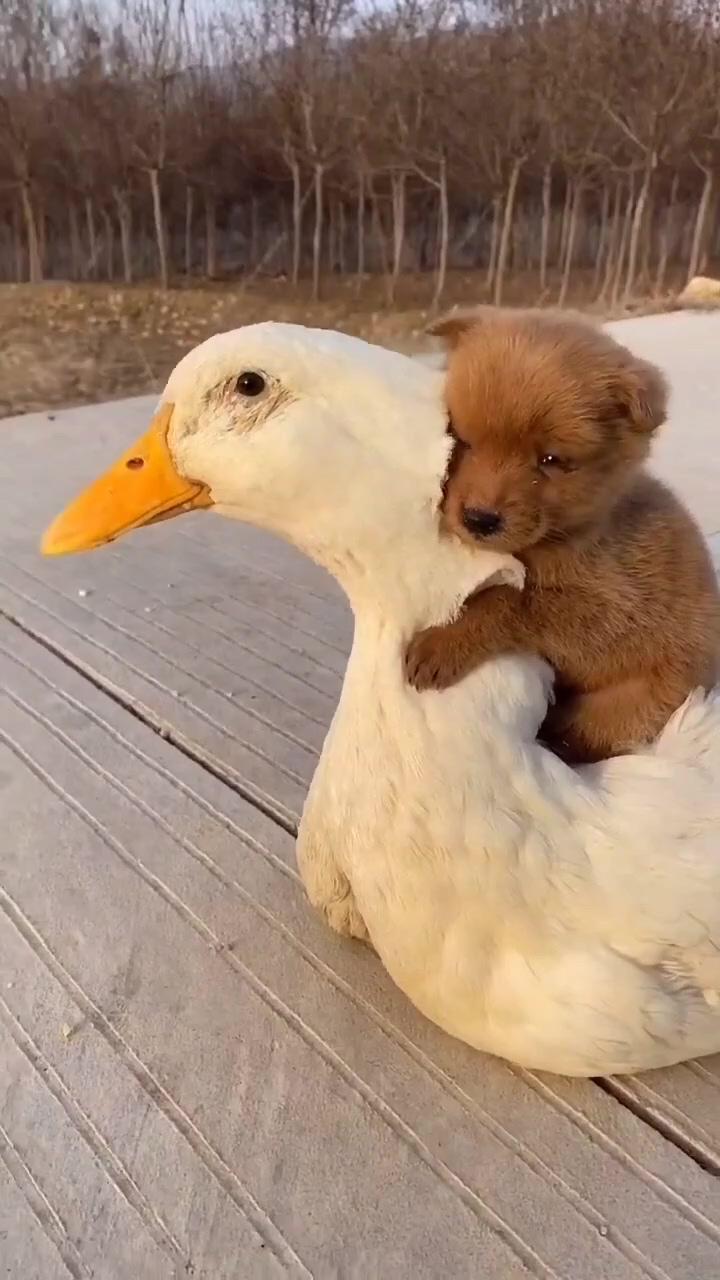 Cute animals duck and dog; baby animal videos