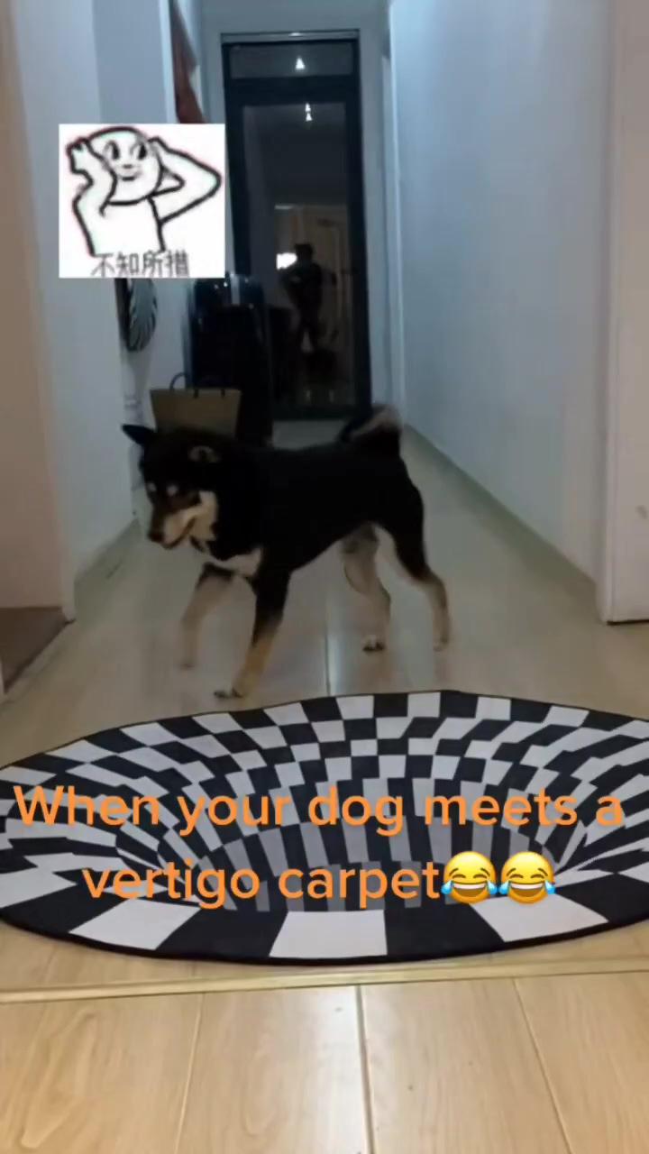 Dog vs carpet; amazing idea 