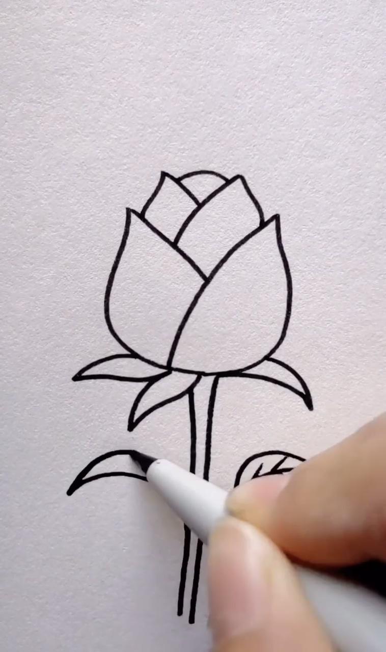 Drawing rose with pencil; flower line drawings