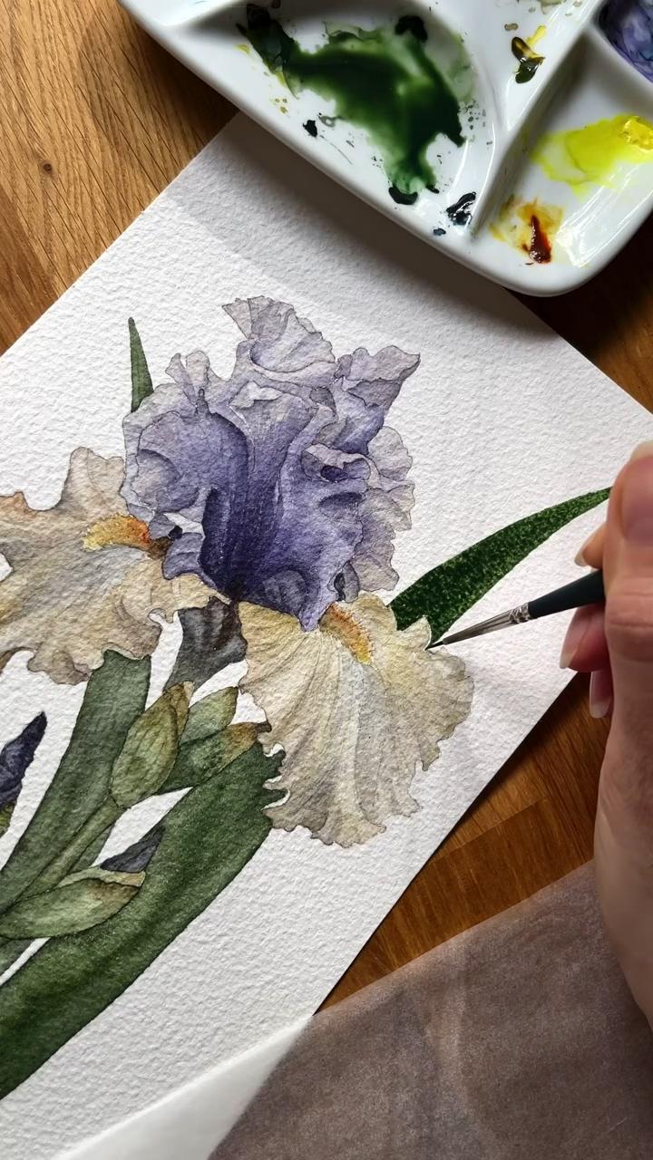 Iris, watercolor ; learn watercolor painting